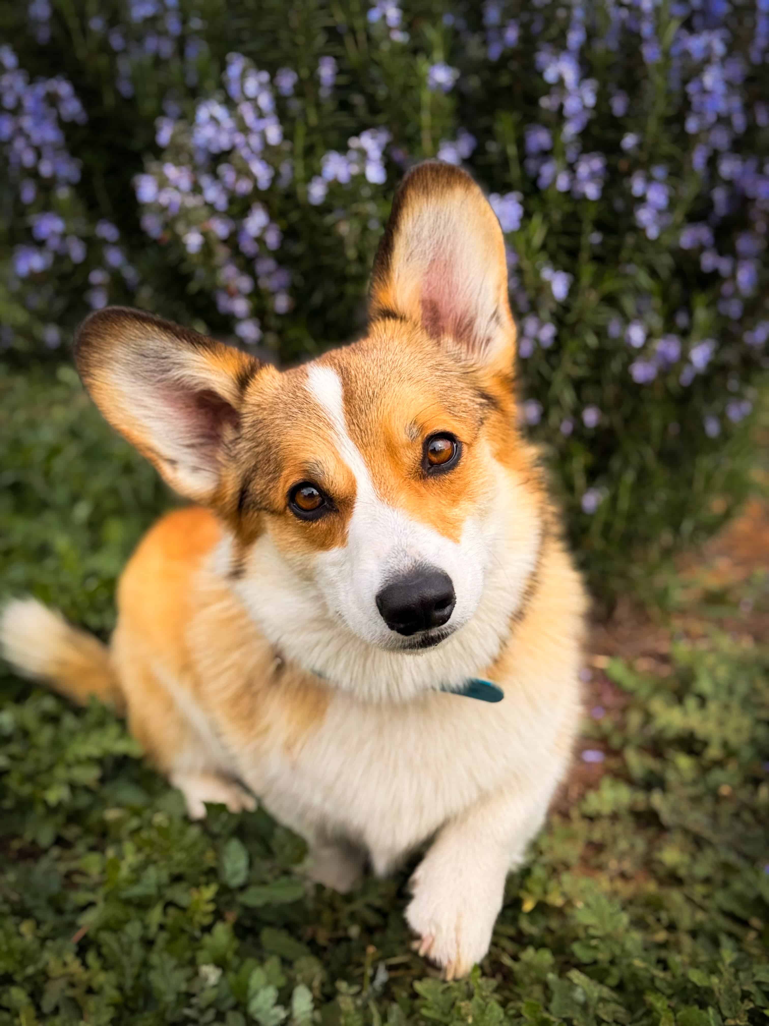 An EpicDog dog